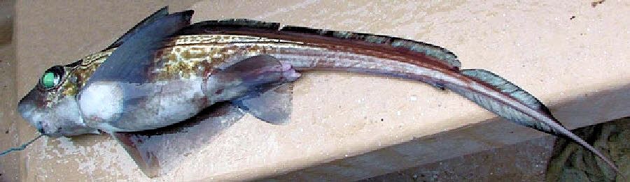 Chimaera monstrosa_02.jpg